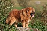 DOGUE DU TIBET 603